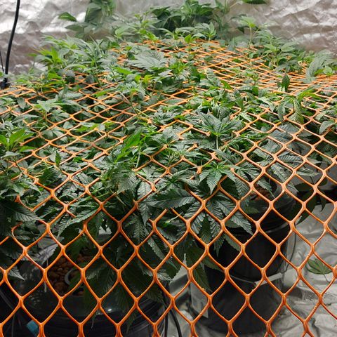 PB Souffle  growlog timeline photo