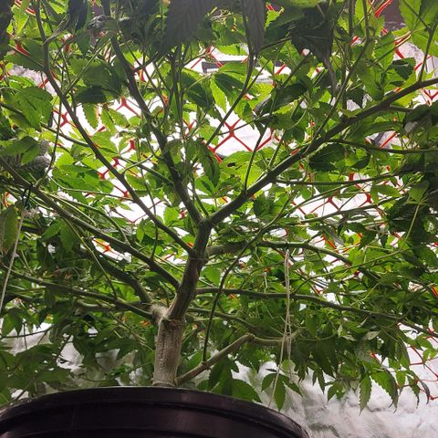 PB Souffle  growlog timeline photo