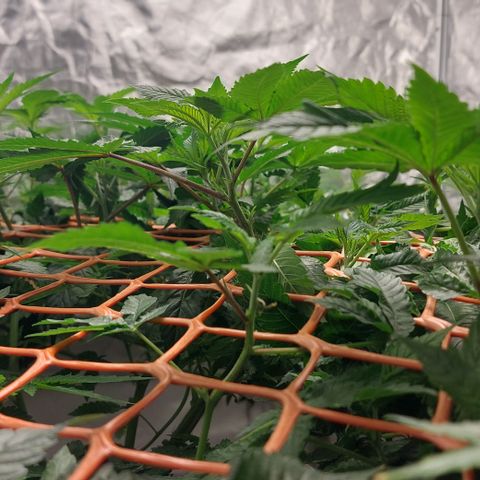 PB Souffle  growlog timeline photo