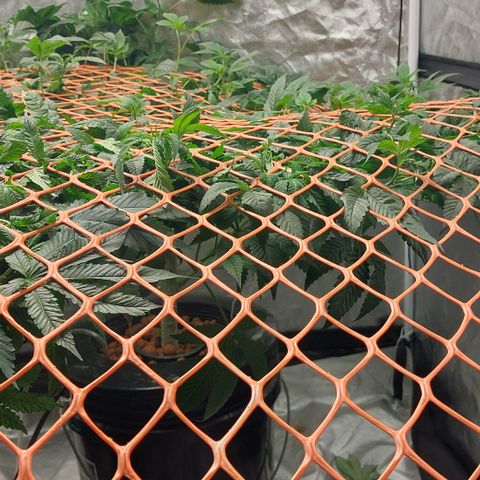 PB Souffle  growlog timeline photo