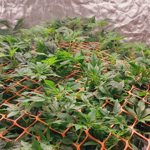 PB Souffle  growlog timeline photo