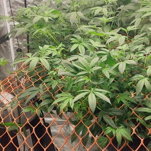 PB Souffle  growlog timeline photo
