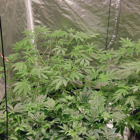 Purple Girls growlog timeline photo