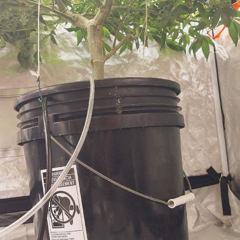 PB Souffle  growlog timeline photo
