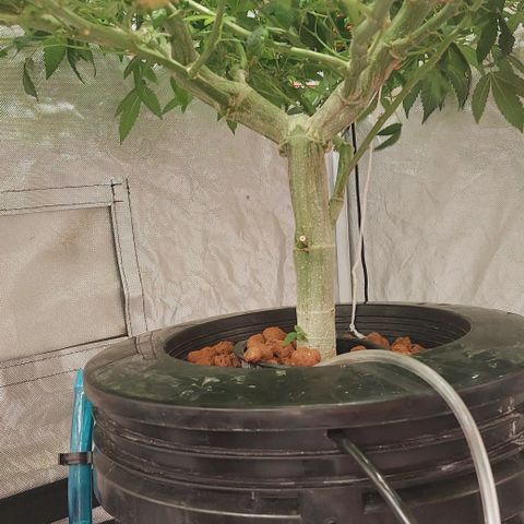 PB Souffle  growlog timeline photo