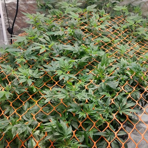 PB Souffle  growlog timeline photo