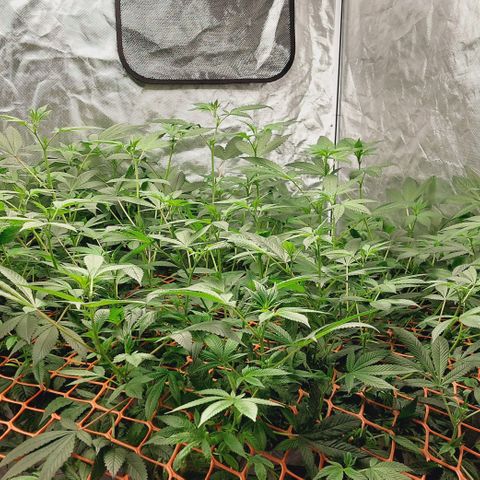 PB Souffle  growlog timeline photo