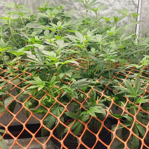PB Souffle  growlog timeline photo