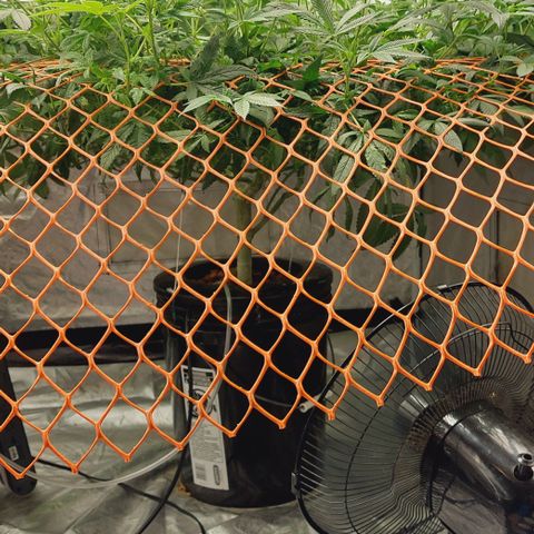 PB Souffle  growlog timeline photo