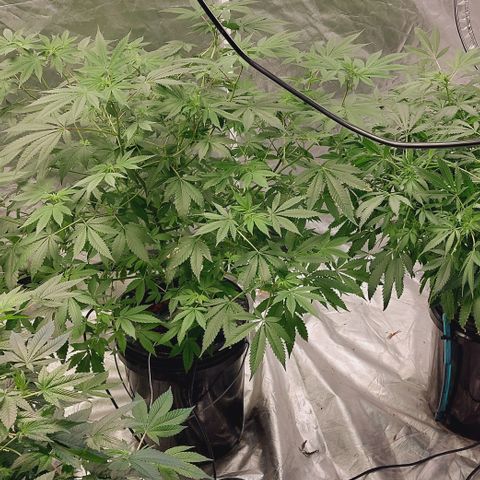Purple Girls growlog timeline photo