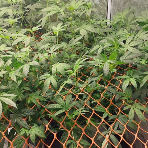 PB Souffle  growlog timeline photo