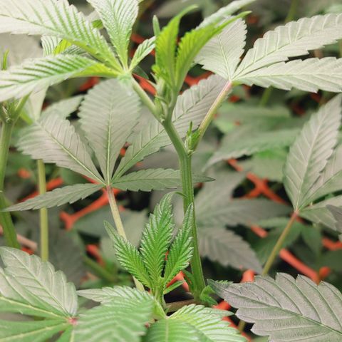 PB Souffle  growlog timeline photo