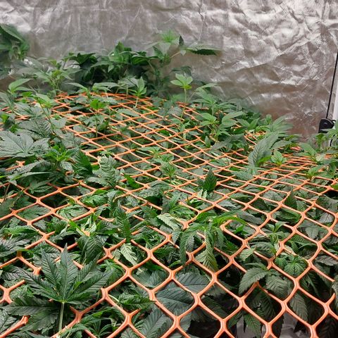 PB Souffle  growlog timeline photo
