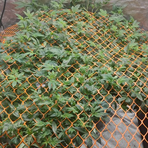 Purple Girls growlog timeline photo
