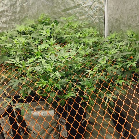 Purple Girls growlog timeline photo