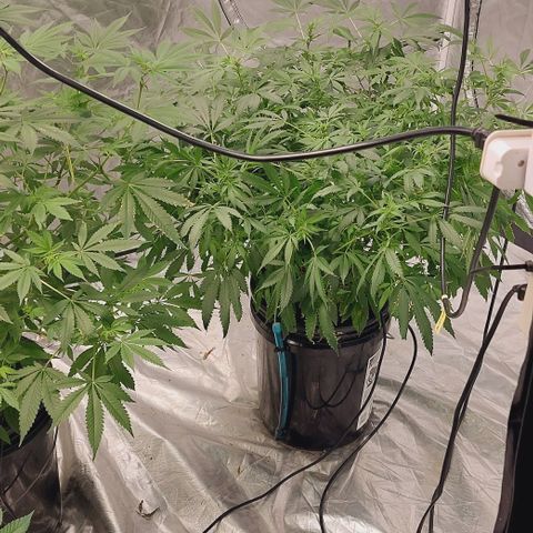 Purple Girls growlog timeline photo