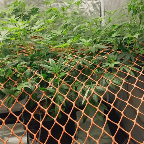 PB Souffle  growlog timeline photo