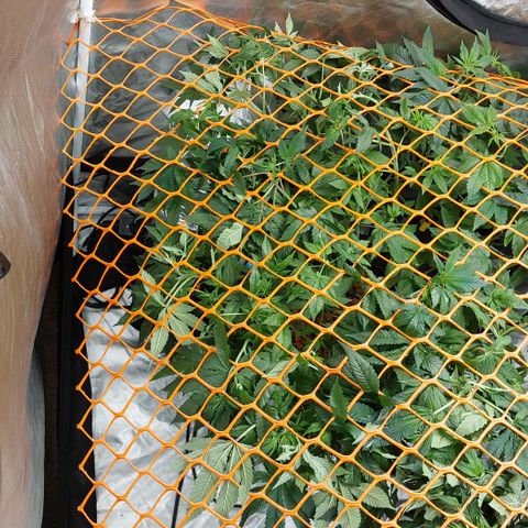 PB Souffle  growlog photo: Small gap to fill in. Almost there, I may switch to flower 🌼 early or late depending on how you look at it. They are very resilient strains
