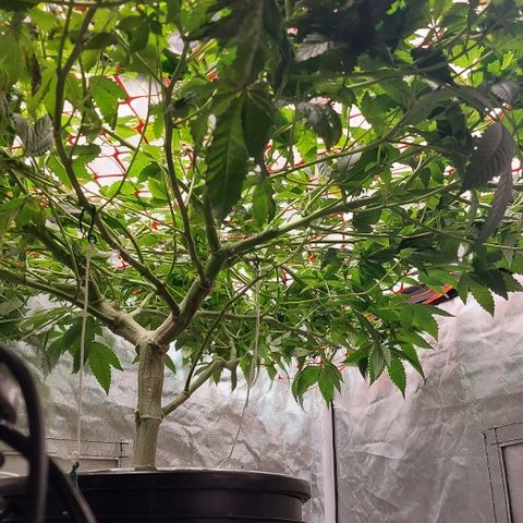 PB Souffle  growlog timeline photo