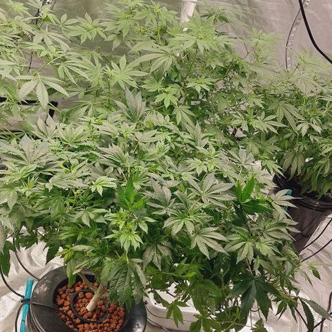 Purple Girls growlog timeline photo