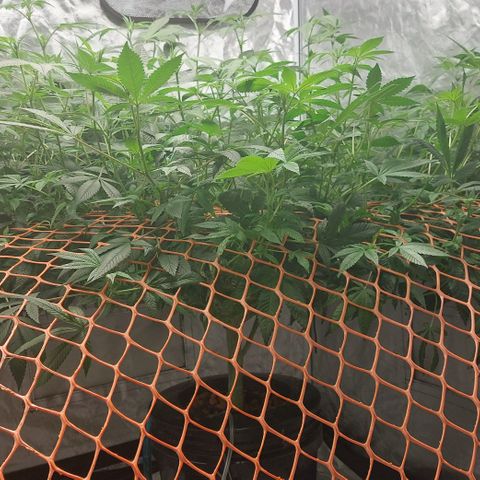 PB Souffle  growlog timeline photo