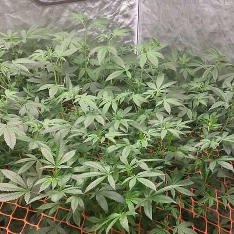 PB Souffle  growlog timeline photo