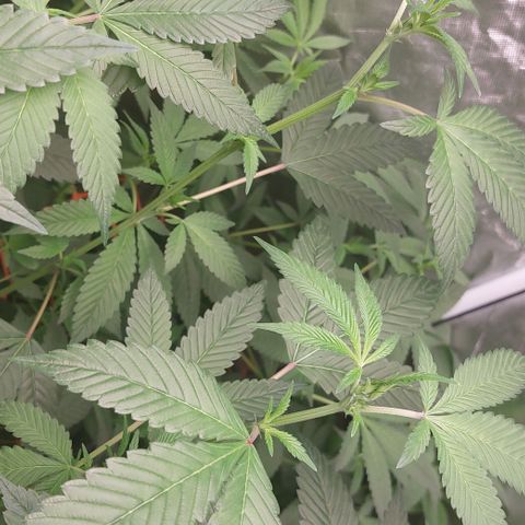 PB Souffle  growlog timeline photo