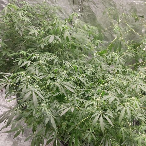 Purple Girls growlog timeline photo