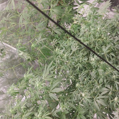 Purple Girls growlog timeline photo