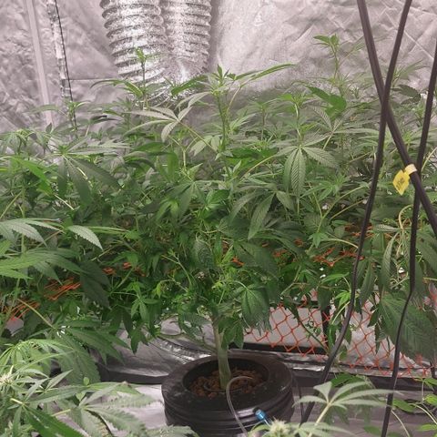 Purple Girls growlog timeline photo