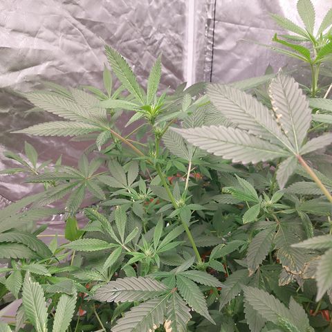 PB Souffle  growlog timeline photo
