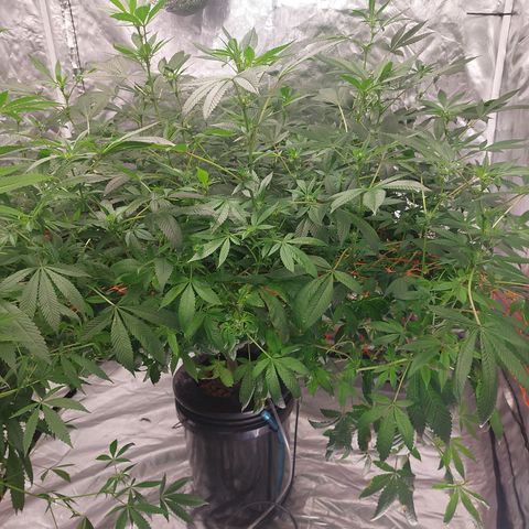 PB Souffle  growlog timeline photo
