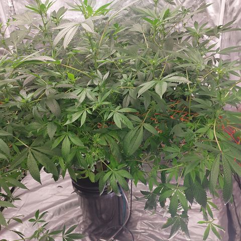 PB Souffle  growlog timeline photo