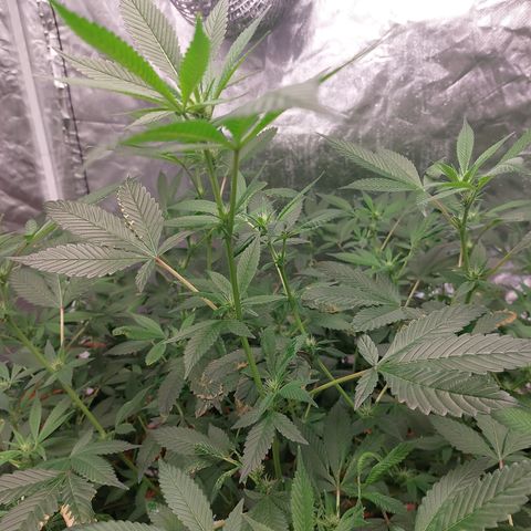 PB Souffle  growlog timeline photo