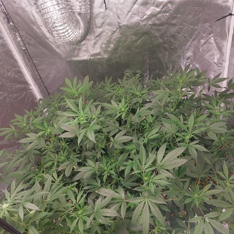 PB Souffle  growlog timeline photo