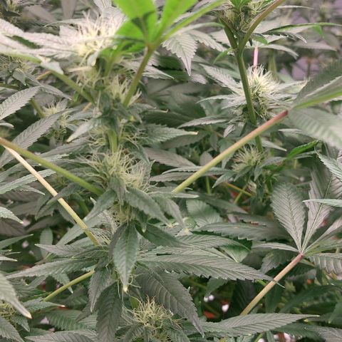 PB Souffle  growlog timeline photo