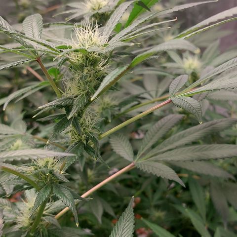 PB Souffle  growlog timeline photo
