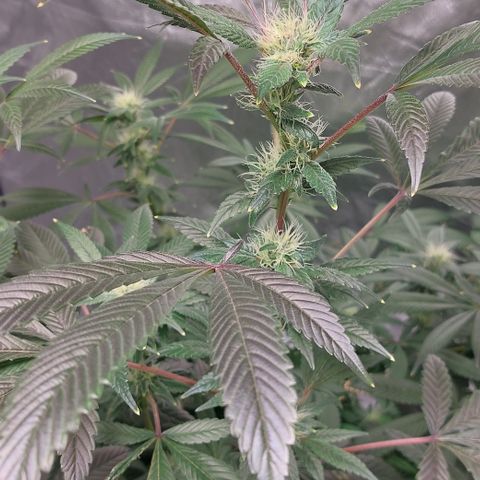 PB Souffle  growlog timeline photo