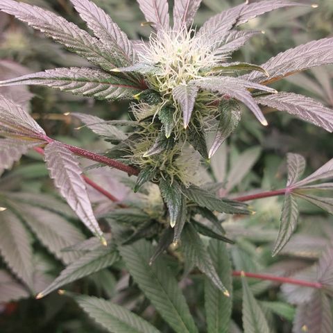 PB Souffle  growlog timeline photo
