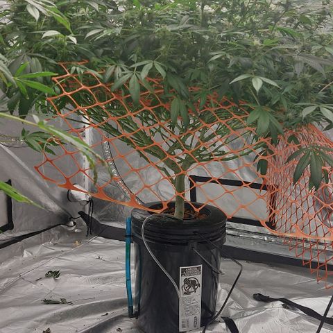 PB Souffle  growlog timeline photo