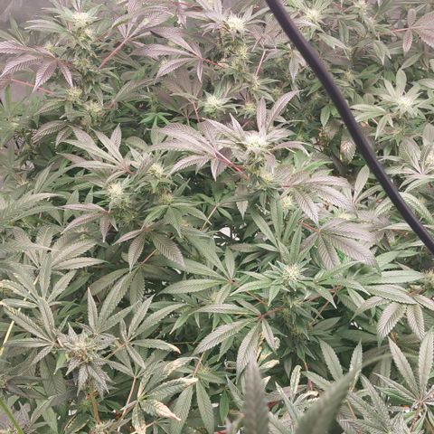 PB Souffle  growlog timeline photo