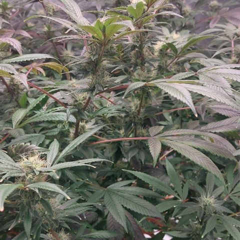 PB Souffle  growlog timeline photo