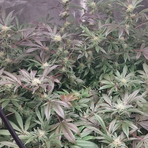 PB Souffle  growlog timeline photo