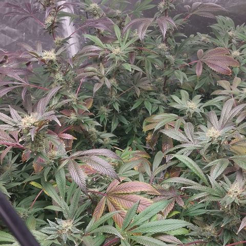 PB Souffle  growlog timeline photo