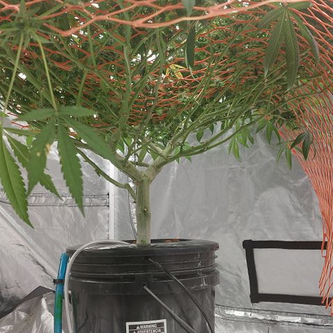 PB Souffle  growlog timeline photo
