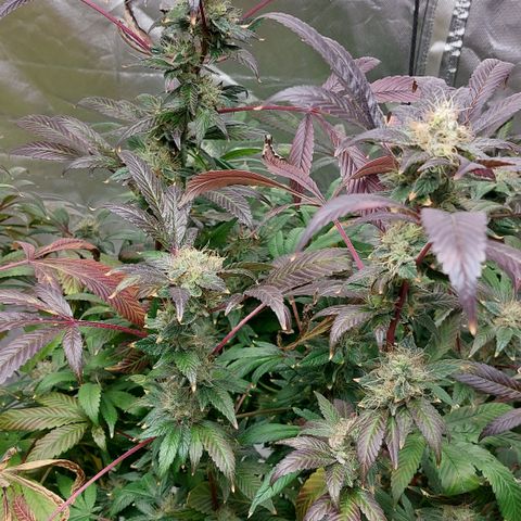 PB Souffle  growlog timeline photo