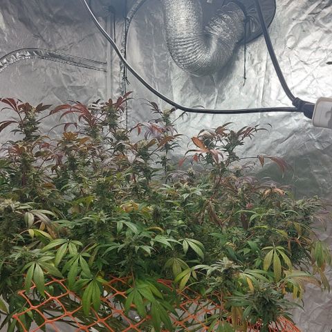 PB Souffle  growlog timeline photo