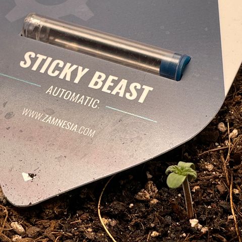 Sticky Beast Automatic growlog timeline photo