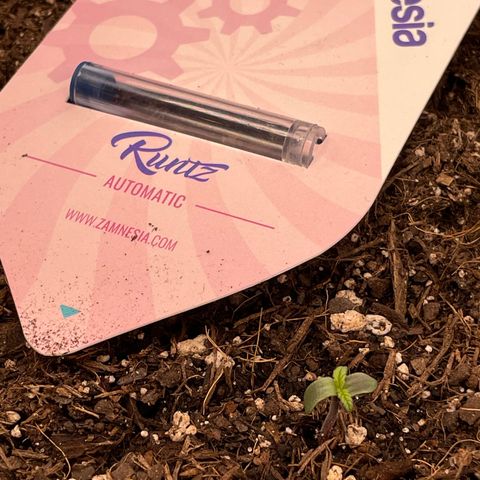 Runtz Auto growlog timeline photo