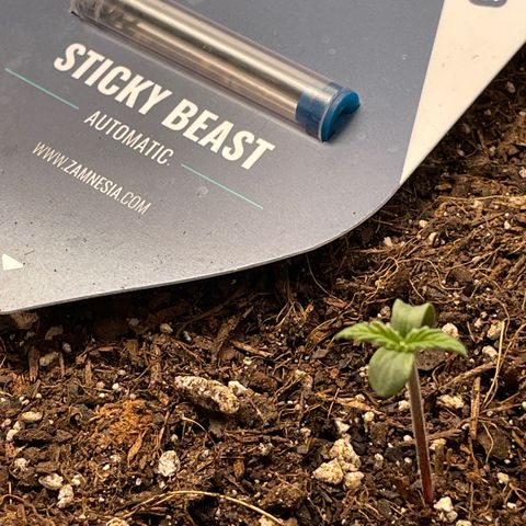 Sticky Beast Automatic growlog timeline photo